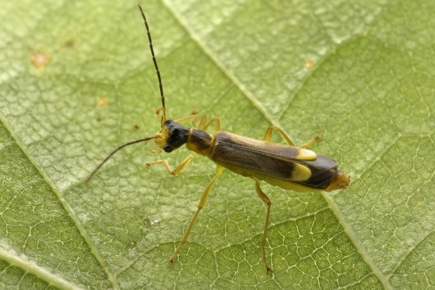 Cantharidae:  Malthinus flaveolus m & f ? S